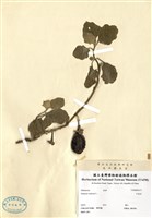 藏品(印度茄)的圖片